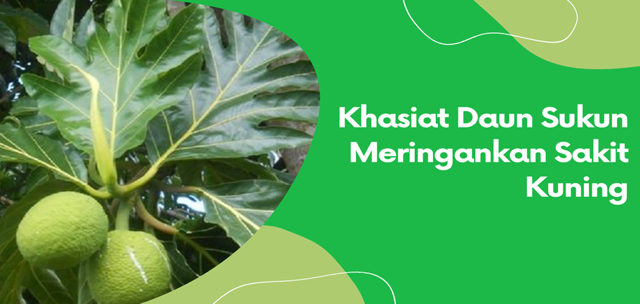 Khasiat Daun Sukun Meringankan Sakit Kuning